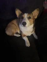 Reggie, a female Pembroke Welsh Corgi for sale in Spokane, WA – 2 of 4