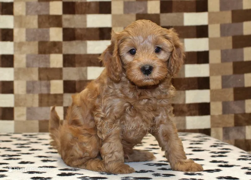 Oreo – Cavapoo puppy for sale in Denver, PA
