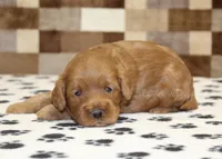 Oreo, a male Cavapoo for sale in Denver, PA – Photo 3 of 3