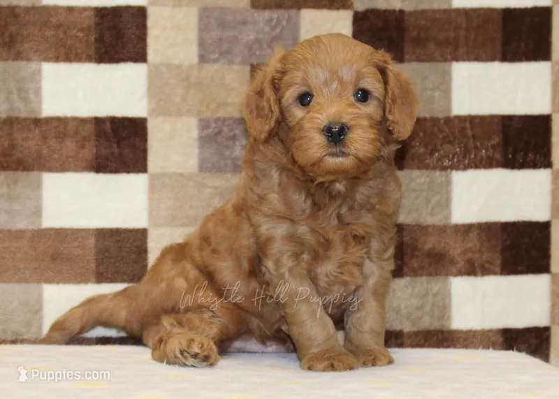 Oreo – Cavapoo puppy for sale in Denver, PA