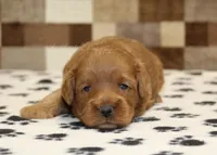 Oreo, a male Cavapoo for sale in Denver, PA – Photo 2 of 3