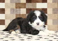 King, a male Miniature Bernedoodle for sale in Denver, PA – 2 of 4