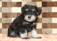 Ellie, a female Miniature Schnauzer for sale in Denver, PA – 4 of 5