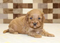 Diego, a male Cavapoo for sale in Denver, PA – 3 of 3