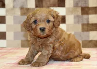 Donny, a male Cavapoo for sale in Denver, PA – 5 of 8