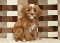 Indy, a female Cavapoo for sale in Denver, PA – 4 of 4