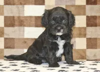 Violet, a female Cavapoo for sale in Denver, PA – 1 of 4