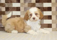 Harley, a male Miniature Bernedoodle for sale in Denver, PA – 2 of 4