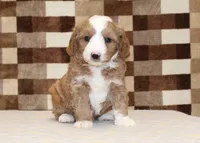 Fancy, a female Cavapoo and Miniature Bernedoodle for sale in Denver, PA – 7 of 8