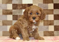 Grace, a female Cavapoo for sale in Denver, PA – 4 of 4