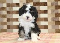 Bandit, a male Miniature Bernedoodle for sale in Denver, PA – 8 of 8