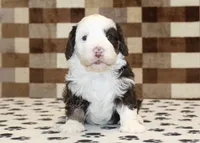 Bailey, a female Miniature Bernedoodle for sale in Denver, PA – 2 of 3