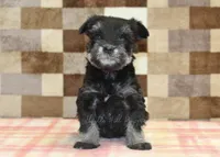 Peanut, a male Miniature Schnauzer for sale in Denver, PA – Photo 3 of 4