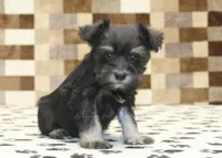 Peanut, a male Miniature Schnauzer for sale in Denver, PA – 4 of 4