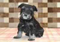 Peanut, a male Miniature Schnauzer for sale in Denver, PA – Photo 1 of 4