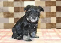 Peanut, a male Miniature Schnauzer for sale in Denver, PA – Photo 4 of 4