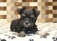 Peanut, a male Miniature Schnauzer for sale in Denver, PA – 2 of 4