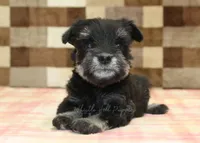 Peanut, a male Miniature Schnauzer for sale in Denver, PA – Photo 2 of 4