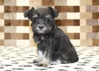 Peanut, a male Miniature Schnauzer for sale in Denver, PA – 1 of 4
