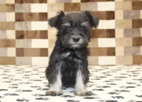 Peanut, a male Miniature Schnauzer for sale in Denver, PA – 3 of 4