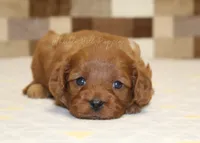 Dolly, a female Cavapoo for sale in Denver, PA – 2 of 3