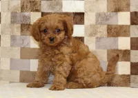 Dora, a female Cavapoo for sale in Denver, PA – 4 of 8