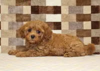 Donny, a male Cavapoo for sale in Denver, PA – 2 of 8