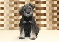 Teddy, a male Miniature Schnauzer for sale in Denver, PA – 3 of 4