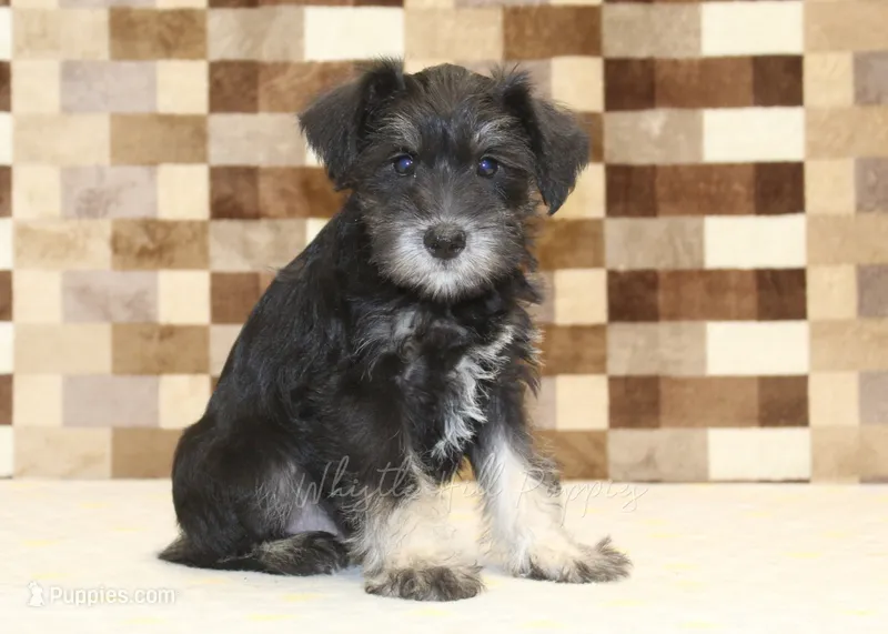 Tony – Miniature Schnauzer puppy for sale in Denver, PA