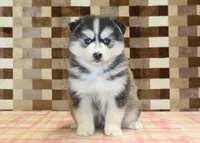Waldo, a male Pomsky for sale in Denver, PA – 3 of 4