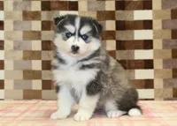 Waldo, a male Pomsky for sale in Denver, PA – 1 of 4