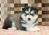 Waldo, a male Pomsky for sale in Denver, PA – 2 of 4