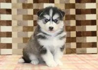 Waldo, a male Pomsky for sale in Denver, PA – 4 of 4