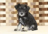 Tony, a male Miniature Schnauzer for sale in Denver, PA – 4 of 4