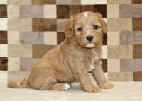 Joy, a female Cavapoo and Miniature Bernedoodle for sale in Denver, PA – 4 of 4