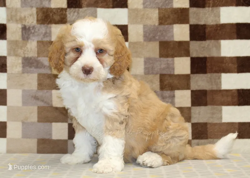 Harley – Miniature Bernedoodle puppy for sale in Denver, PA