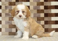 Harley, a male Miniature Bernedoodle for sale in Denver, PA – 1 of 4