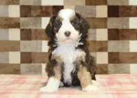 Hank, a male Miniature Bernedoodle for sale in Denver, PA – 3 of 4