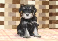 Emma, a female Miniature Schnauzer for sale in Denver, PA – 3 of 4
