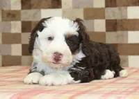 Bailey, a female Miniature Bernedoodle for sale in Denver, PA – 6 of 8