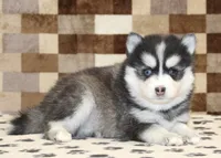 Ivan, a male Pomsky for sale in Denver, PA – Photo 2 of 4