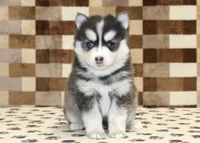 Ivan, a male Pomsky for sale in Denver, PA – Photo 3 of 4