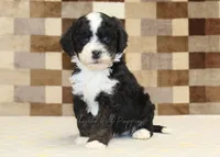 Jacob, a male Cavapoo and Miniature Bernedoodle for sale in Denver, PA – 3 of 4