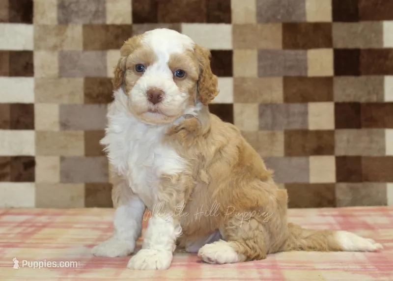 Harley – Miniature Bernedoodle puppy for sale in Denver, PA