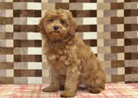 Oscar, a male Cavapoo for sale in Denver, PA – 4 of 6