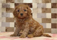 Dolly, a female Cavapoo for sale in Denver, PA – 5 of 8