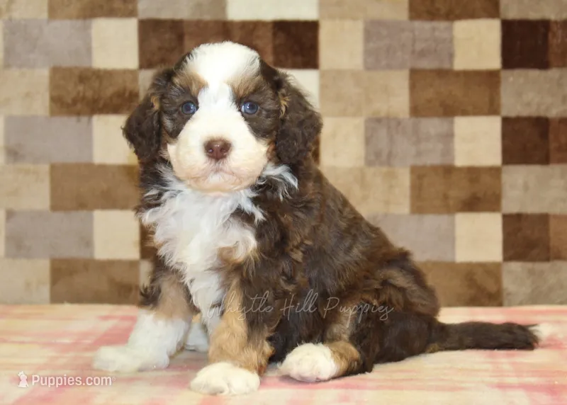 Hank – Miniature Bernedoodle puppy for sale in Denver, PA