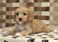 Macy, a female Cavapoo and Miniature Bernedoodle for sale in Denver, PA – Photo 2 of 4