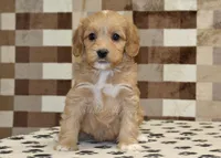 Macy, a female Cavapoo and Miniature Bernedoodle for sale in Denver, PA – Photo 3 of 4
