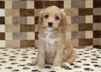 Macy, a female Cavapoo and Miniature Bernedoodle for sale in Denver, PA – Photo 1 of 4